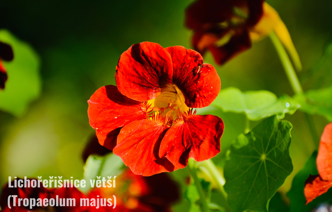 EDENPharma Kapucínka väčšia roztok 100 ml