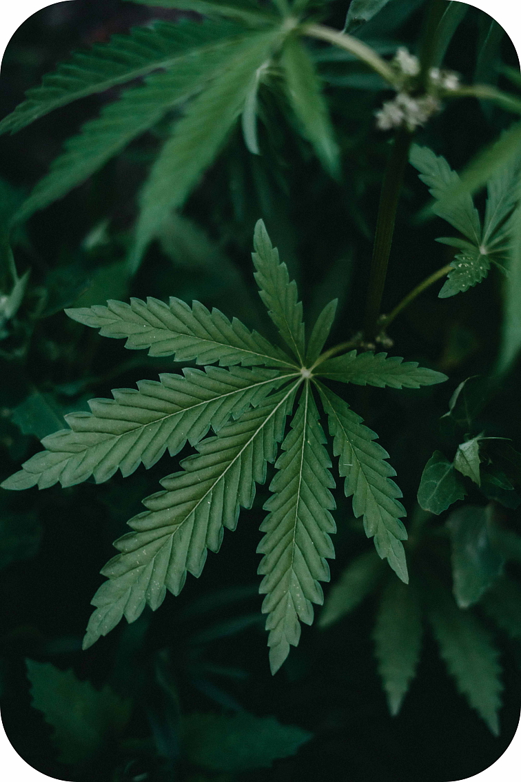 THCv arganový olej 20%, 10 ml