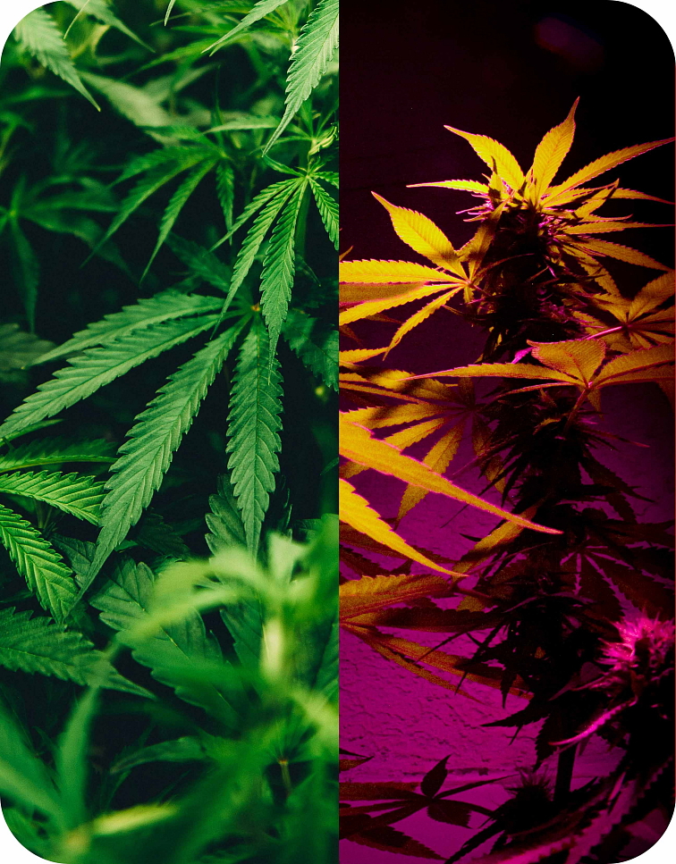 Cartridge THC-B Frosty Mint 0,5 ml