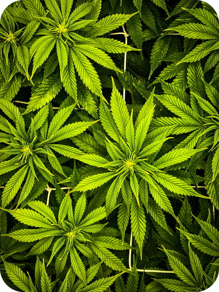 Vaporizer THC-B Green Apple 0,5 ml