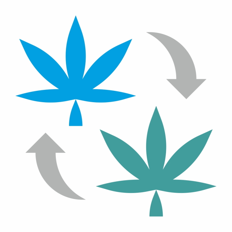 THC-D Wedding Cake květ konopí