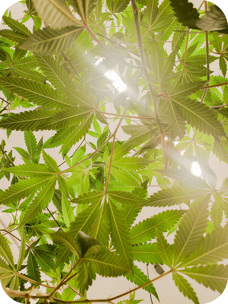 THCP disPOD Alien OG 1ml