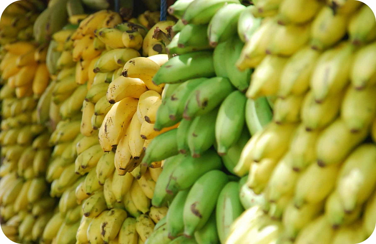 HHC disPOD Banana Runtz 1ml