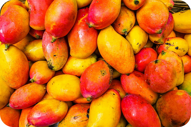 HHC disPOD Mango 1ml