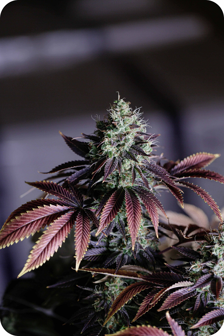 HHC + HHC-P Strawberry Haze