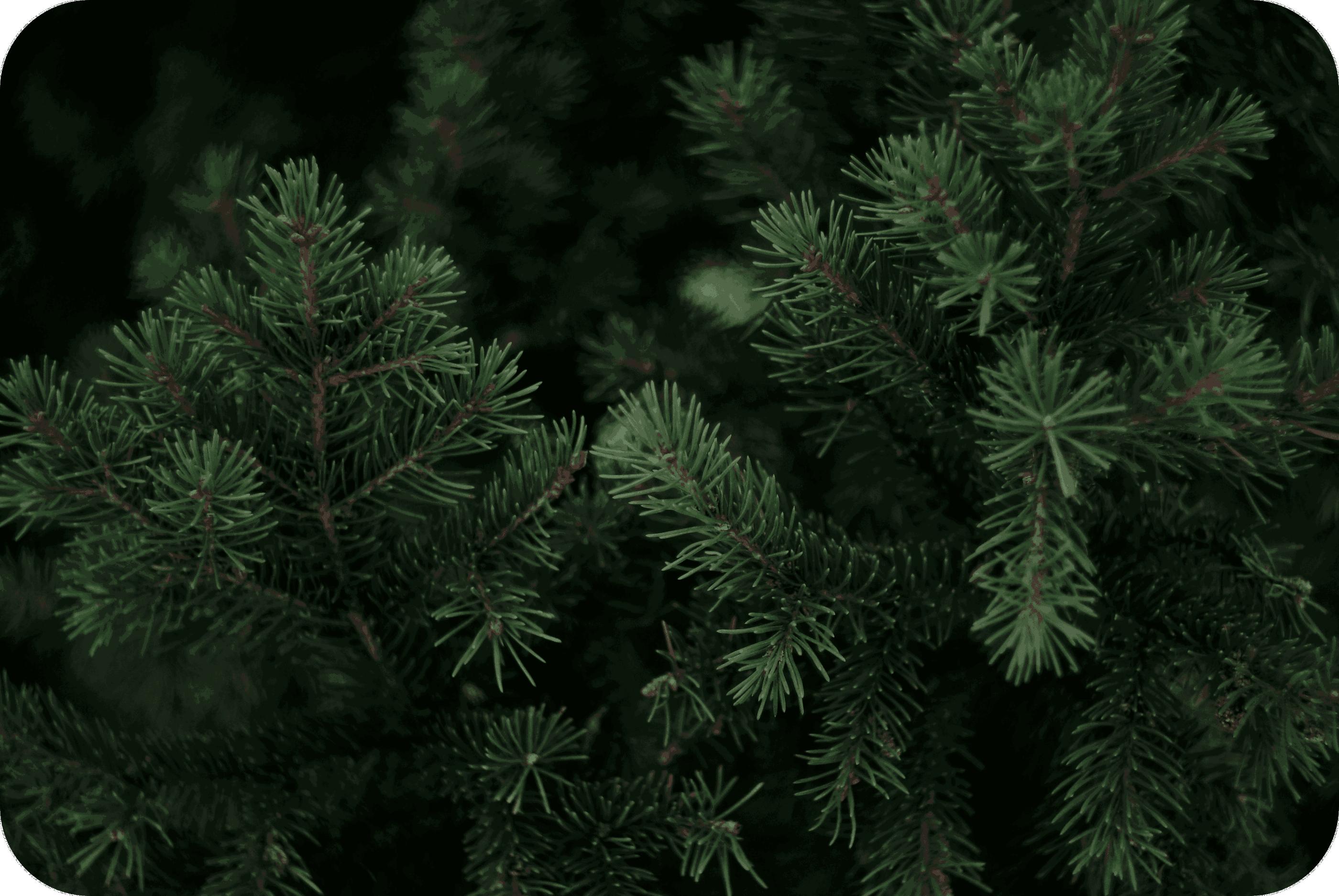 disPOD Max Alien OG 2000 mg HHC