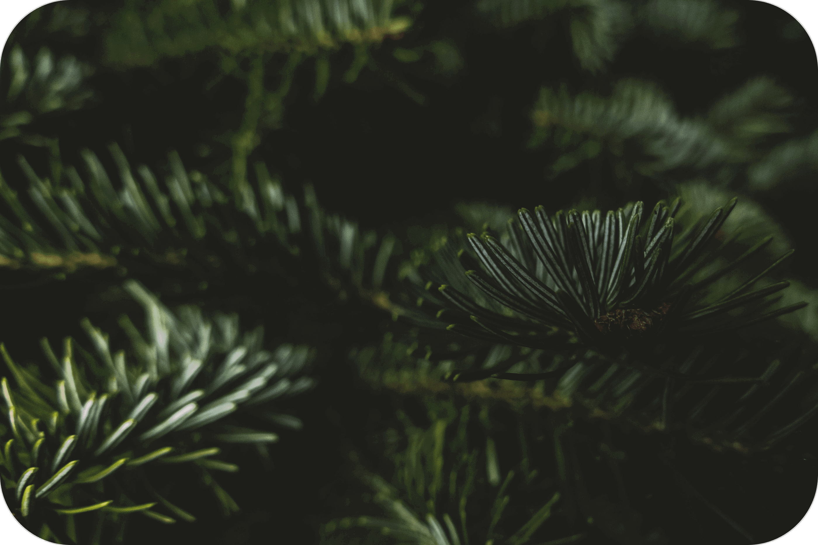 THCP disPOD OG Kush 0,5ml