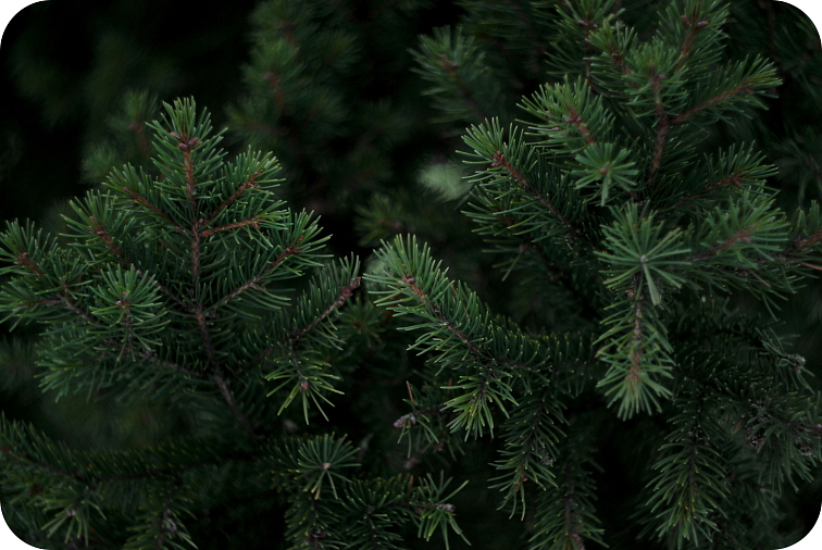 Cartridge Gorilla Glue 94% HHC 1 ml