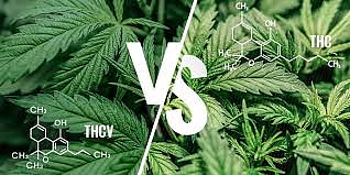 THCv arganový olej 50%, 10 ml