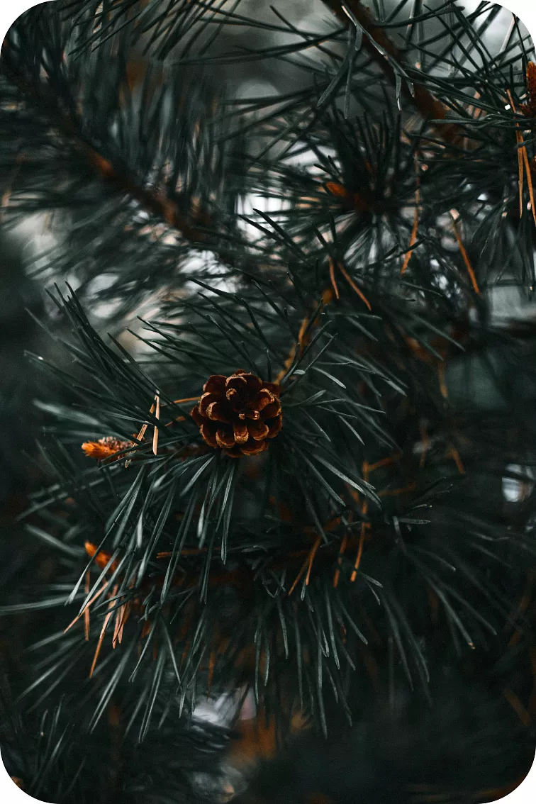 Softy CBD cartridge - Northern Light 0,5 ml