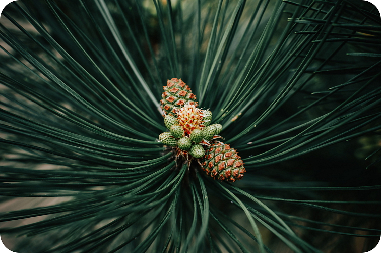 HHC Beast Jack Herrer 1 ml