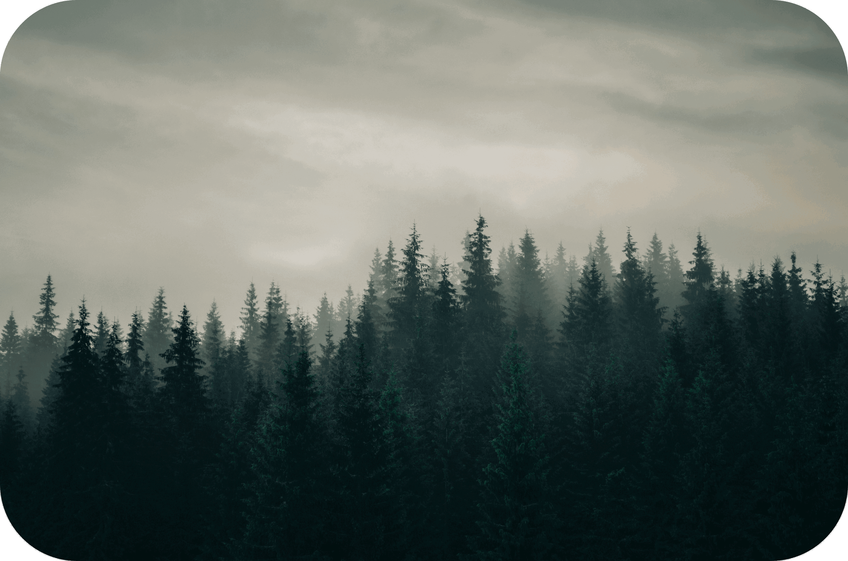 THCP disPOD Jack Herer 2ml