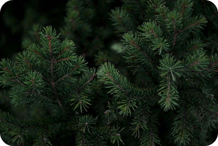 disPOD Jack Herer 500 mg HHC