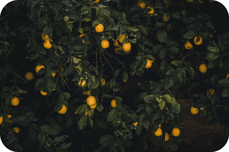 HHC-P Stronger Beast White Widow 2ml