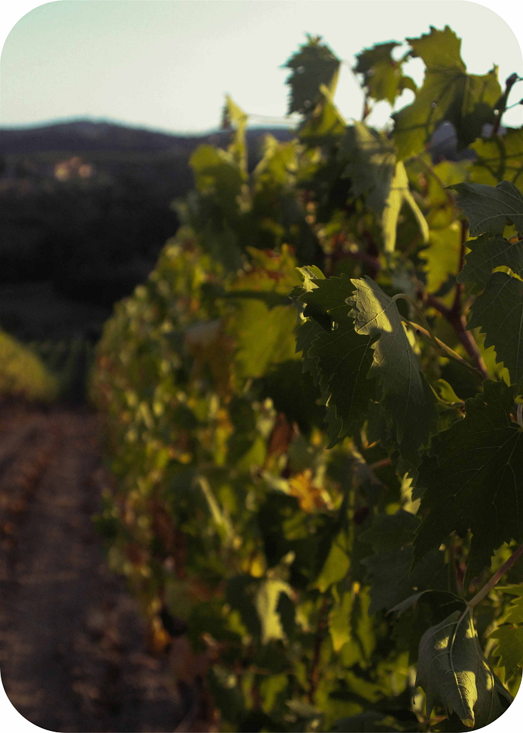 THCP disPOD Piña Colada 2ml