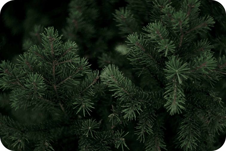 HHC disPOD Max Alien OG 2ml