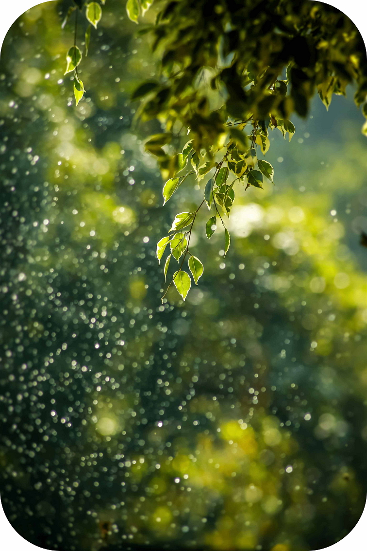 HHC disPOD Max Alien OG 2ml