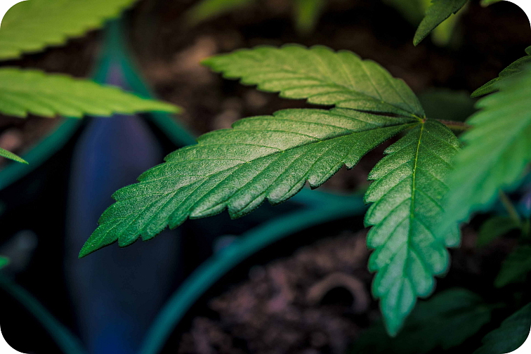 THCv arganový olej 20%, 10 ml