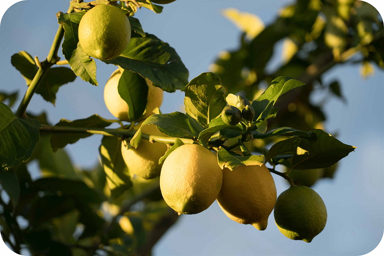 disPOD Max Super Lemon Haze 2000 mg HHC