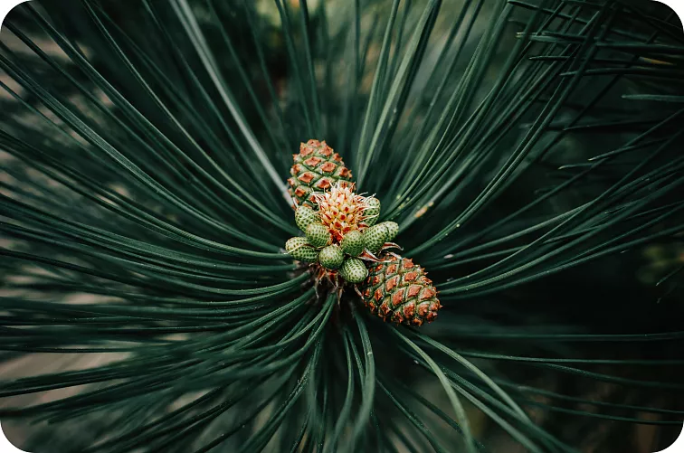 Softy CBD cartridge - Northern Light 0,5 ml