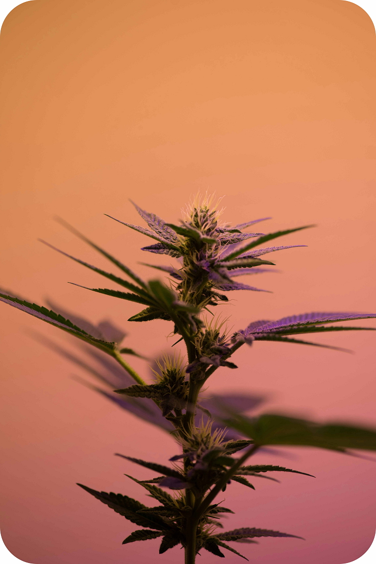 Amnesia 25% THCv