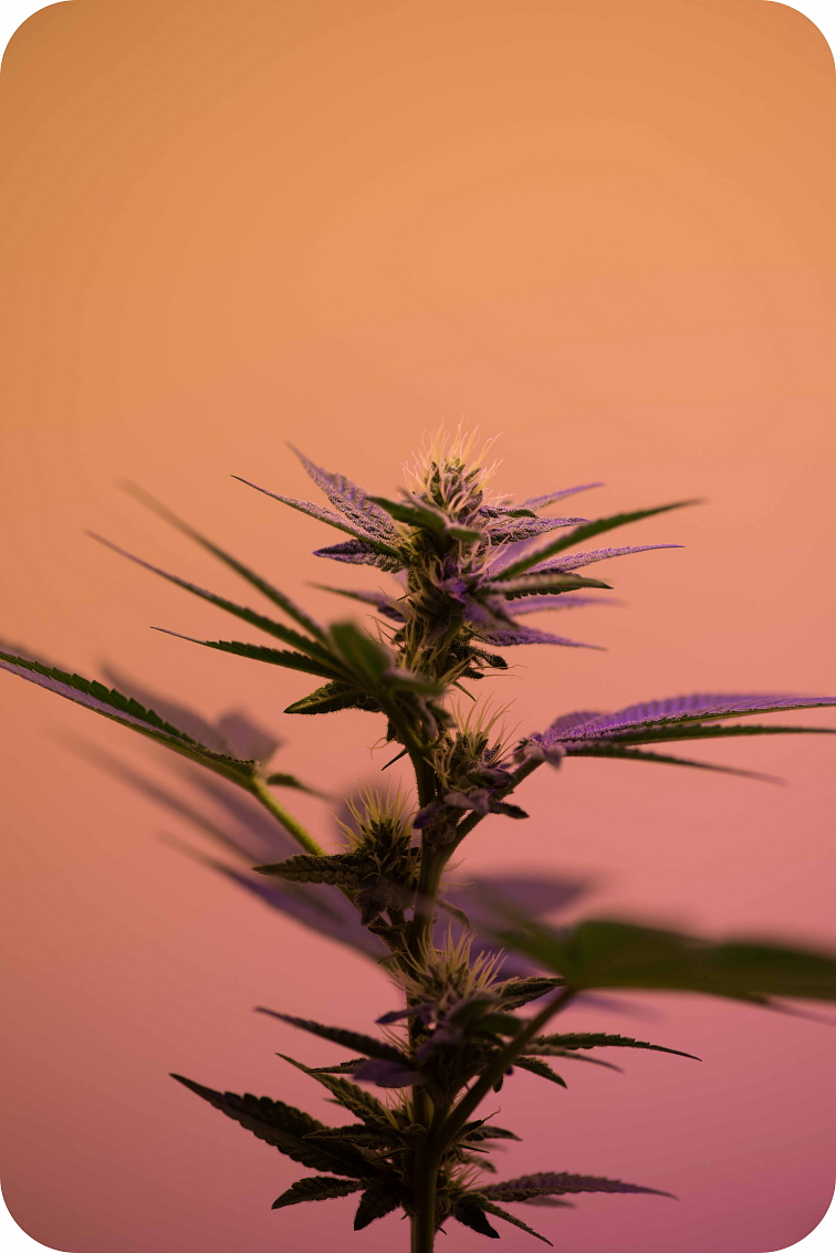 HHC + HHC-P Watermelon Kush