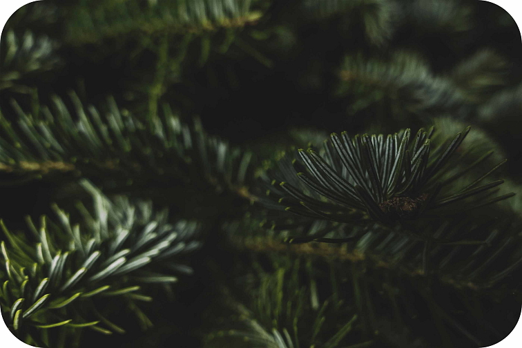 THCP disPOD OG Kush 2ml