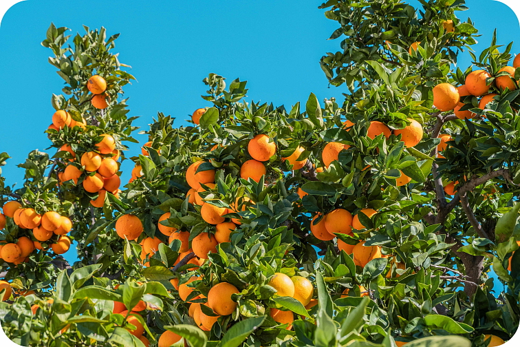 Jelly H4CBD 50mg Pomeranč 20ks