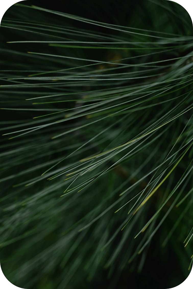 THCP disPOD OG Kush 2ml