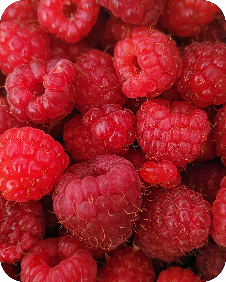 MouthFresh - Raspberry