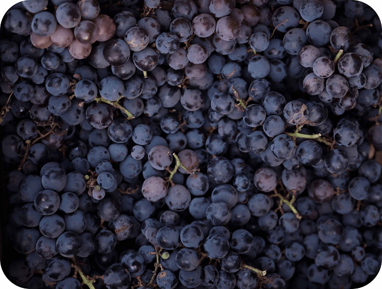 HHC-P Stronger Beast Grape 1ml