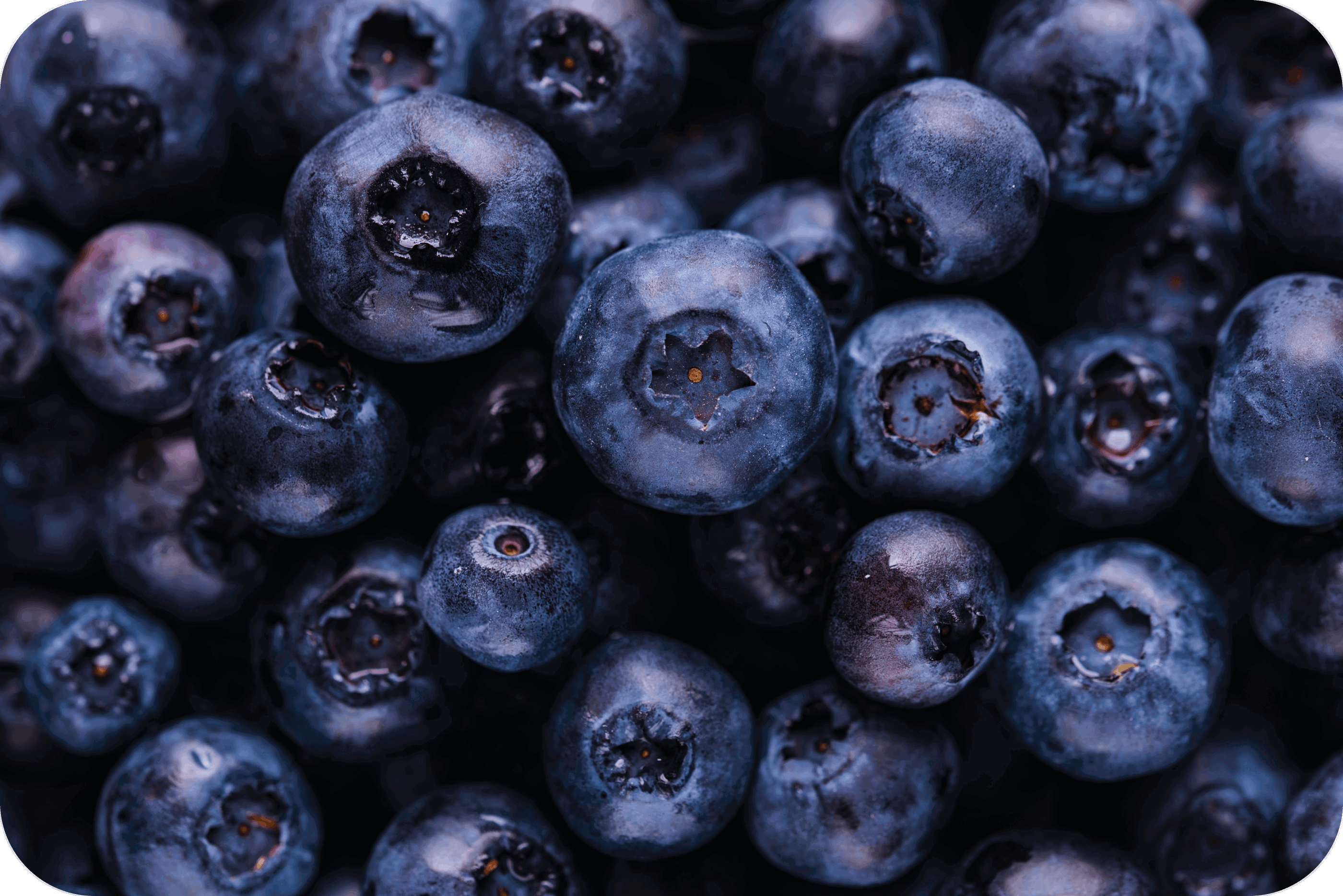 THCP disPOD Blueberry Cheesecake 2ml