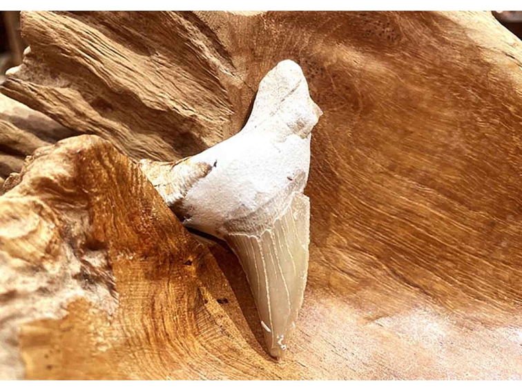 Žraločí zub - zkamenělina, 30-50mm