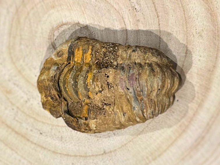 Trilobit - zkamenělina, 60-65mm