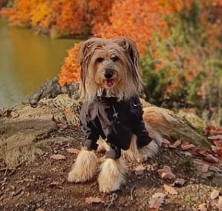 SABIFLOR (21 sáčků)