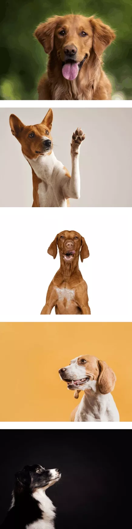 BLACK BALLS 500 g – Hundekugeln mit Biochar/Futterkohle