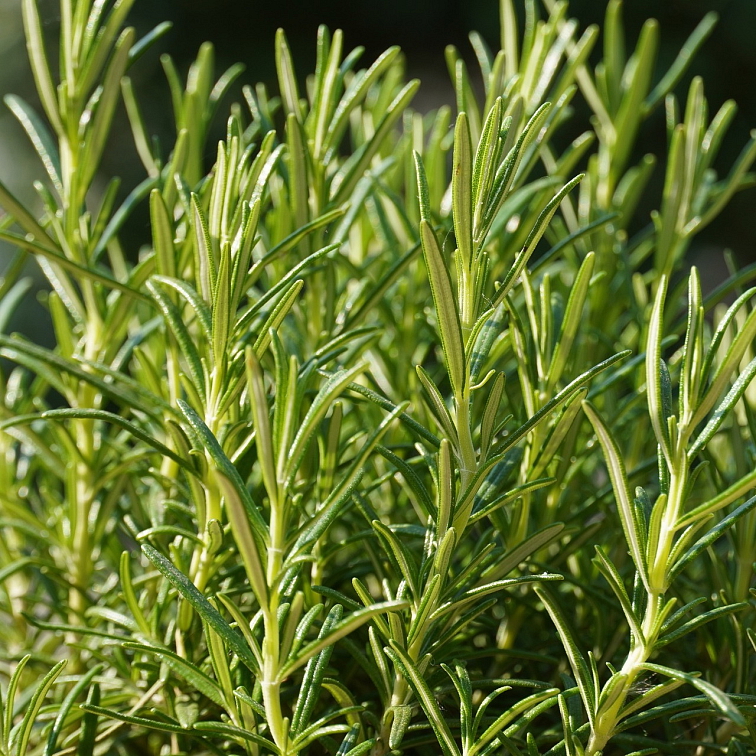 Rosemary Butter Cleanser