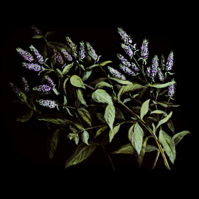 Příběh MCELY BOUQUET