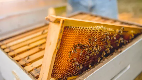 NAKUPUJTE V KOLEKCI JUST HONEY