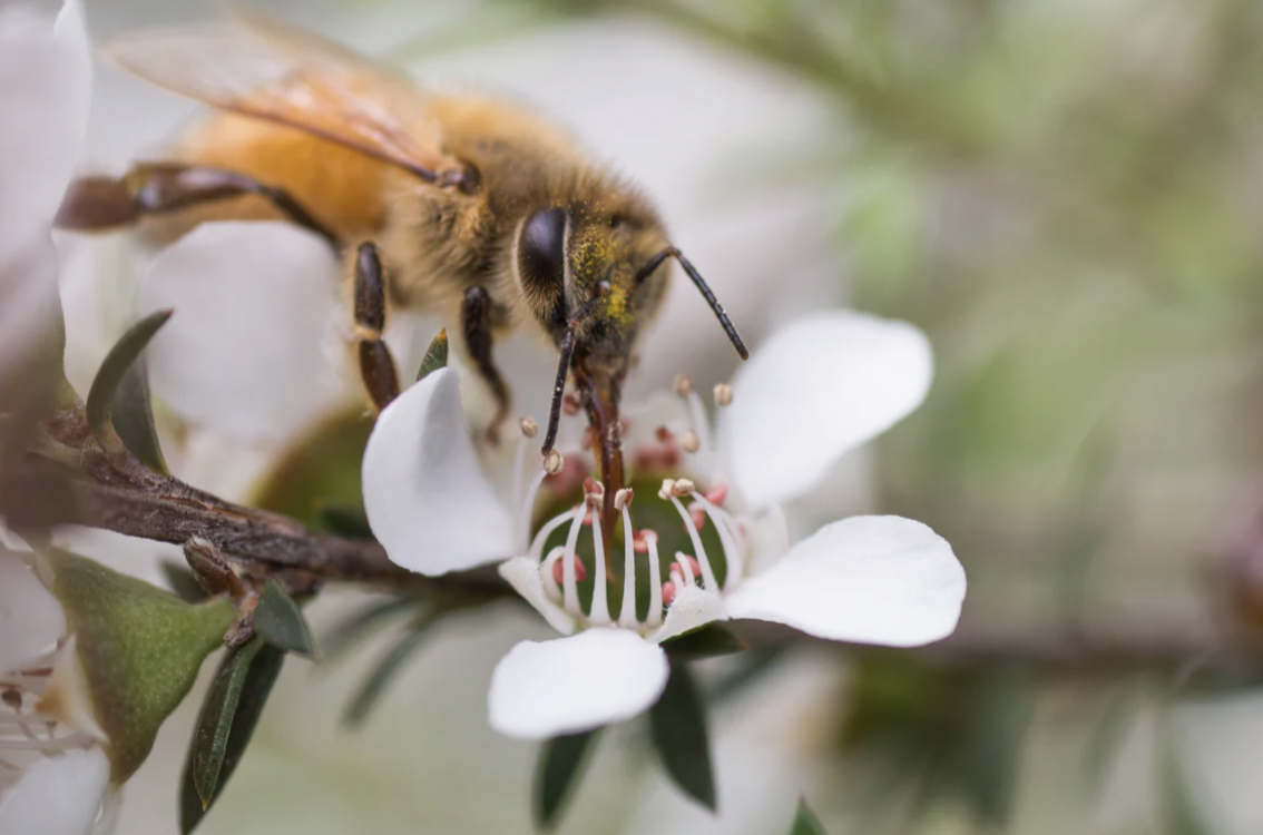 Mount Somers Manuka Honey UMF 10+