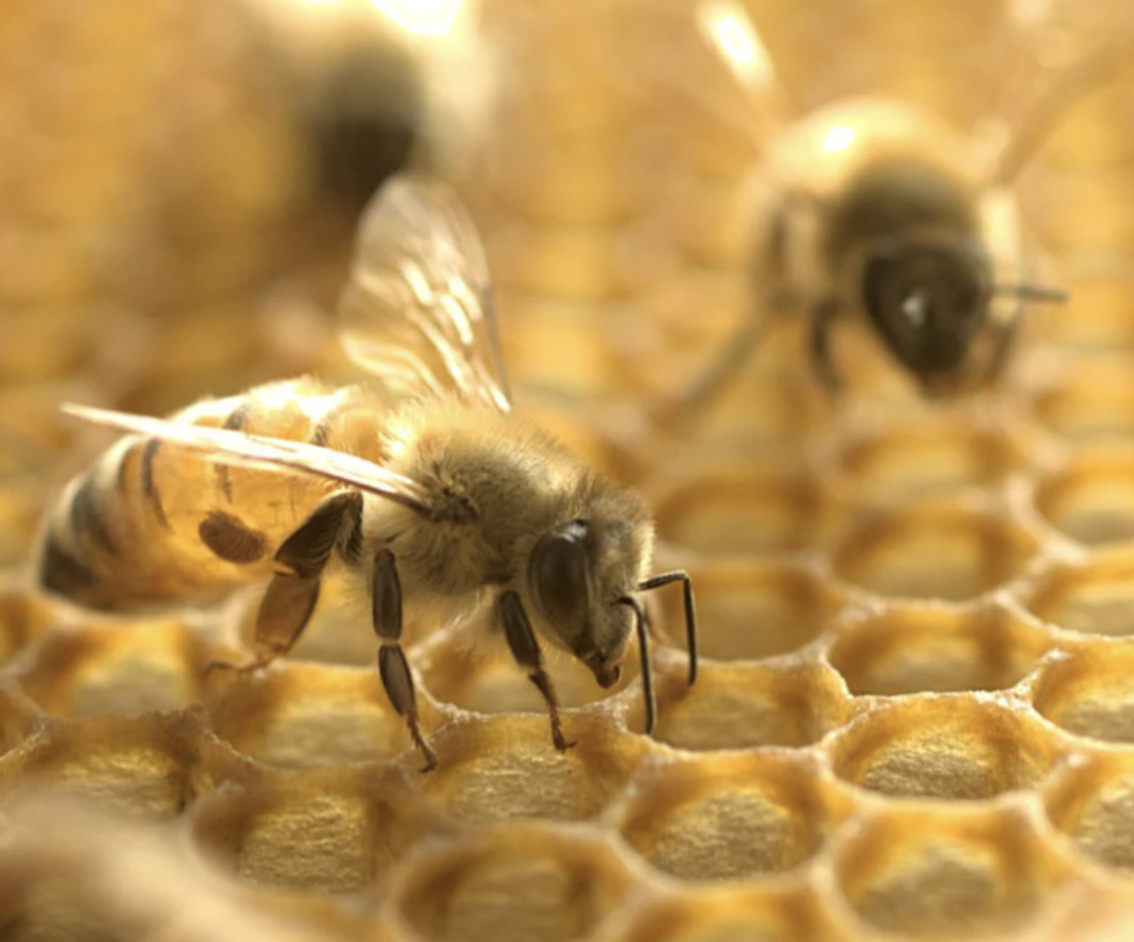 Manuka Honey Drops UMF 15+ | MGO512+