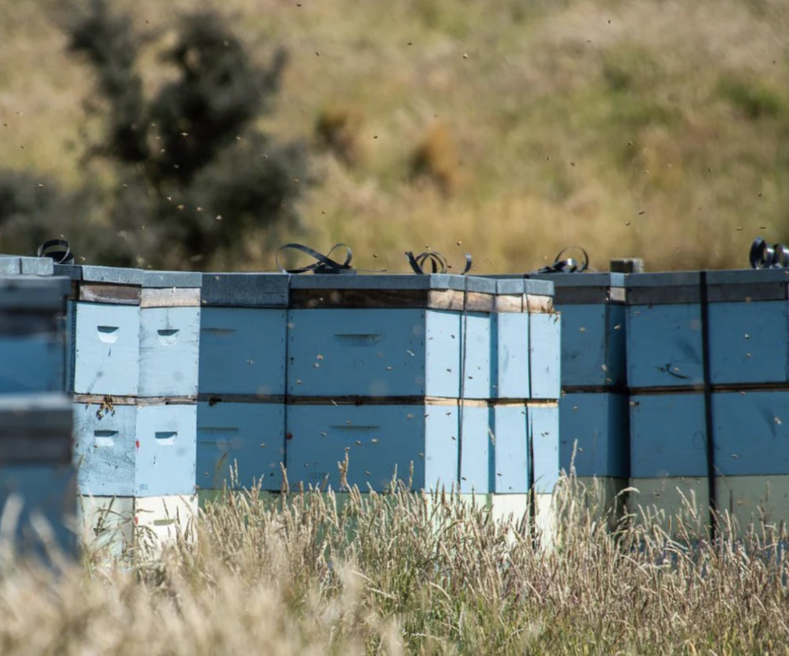 Mount Somers Clover Honey