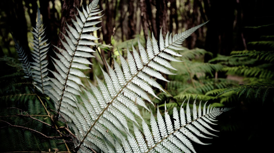 Primal By Nature Mānuka UMF 20+ (VÝHODNÝ SET)
