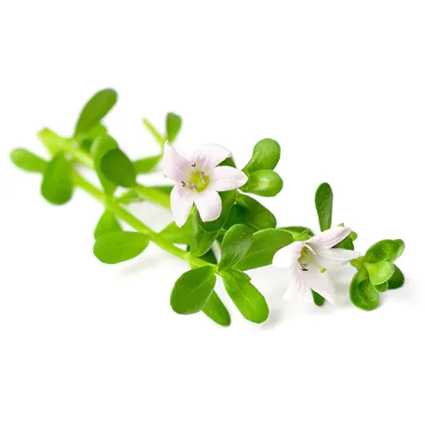 Brahmi BIO Organic 90 kapslí