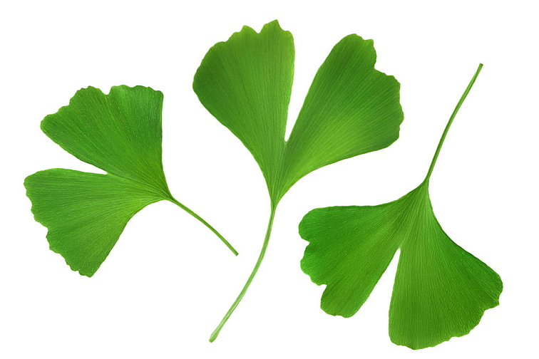 Ginkgo biloba 60 kapslí