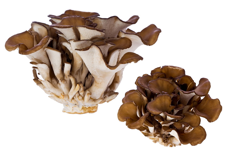 Mushrooms BIO Organic 60 kapslí