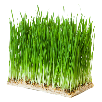 Zelený Ječmen BIO Organic 90 kapslí