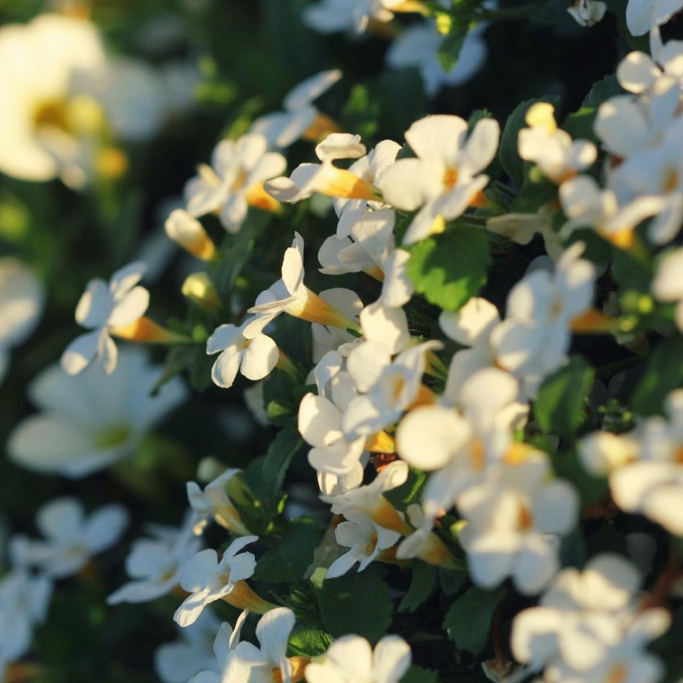 Blendea Shot Brain Booster s adaptogeny 14 x 25 ml