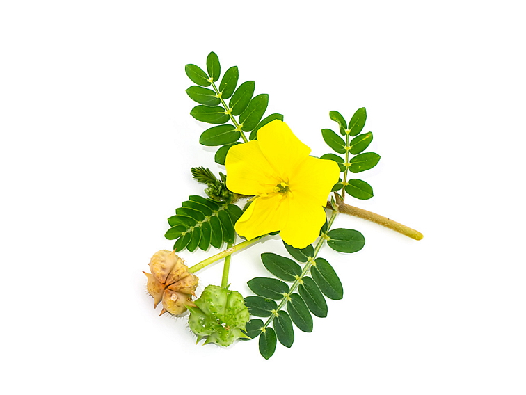 Woman's Vitality 60 kapslí