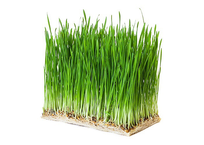 Supergreens Originál Máta 90 g